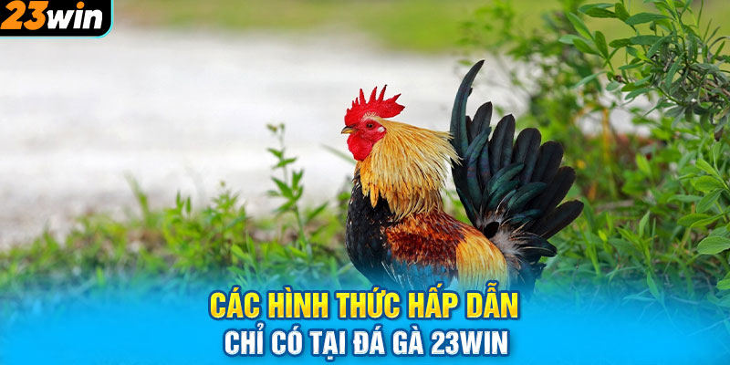 Các hình thức hấp dẫn chỉ có tại đá gà 23WIN 