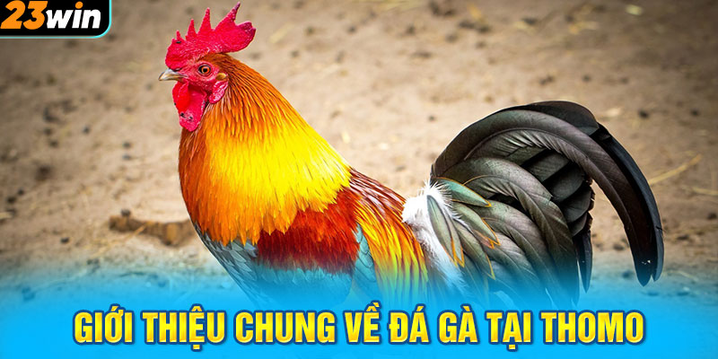 Giới thiệu chung về đá gà tại Thomo