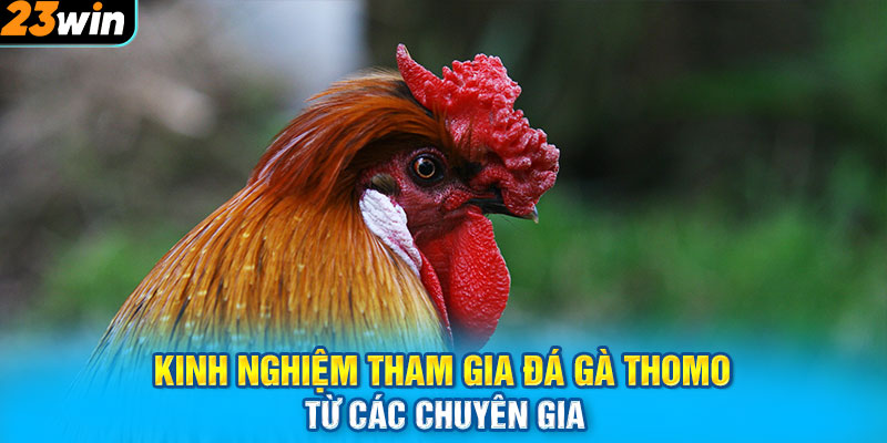 Kinh nghiệm tham gia đá gà Thomo từ các chuyên gia