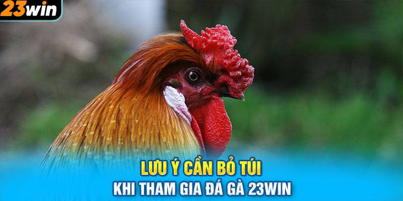 Lưu ý cần bỏ túi khi tham gia đá gà 23WIN 