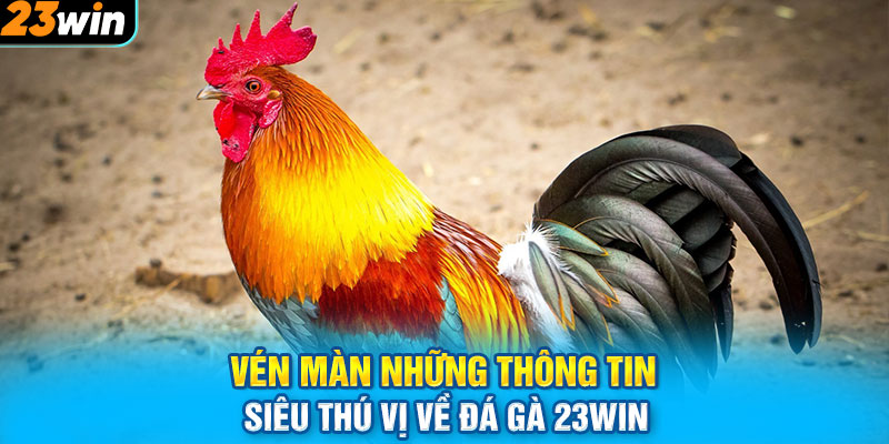 Vén màn những thông tin siêu thú vị về đá gà 23WIN 